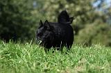 SCHIPPERKE 717